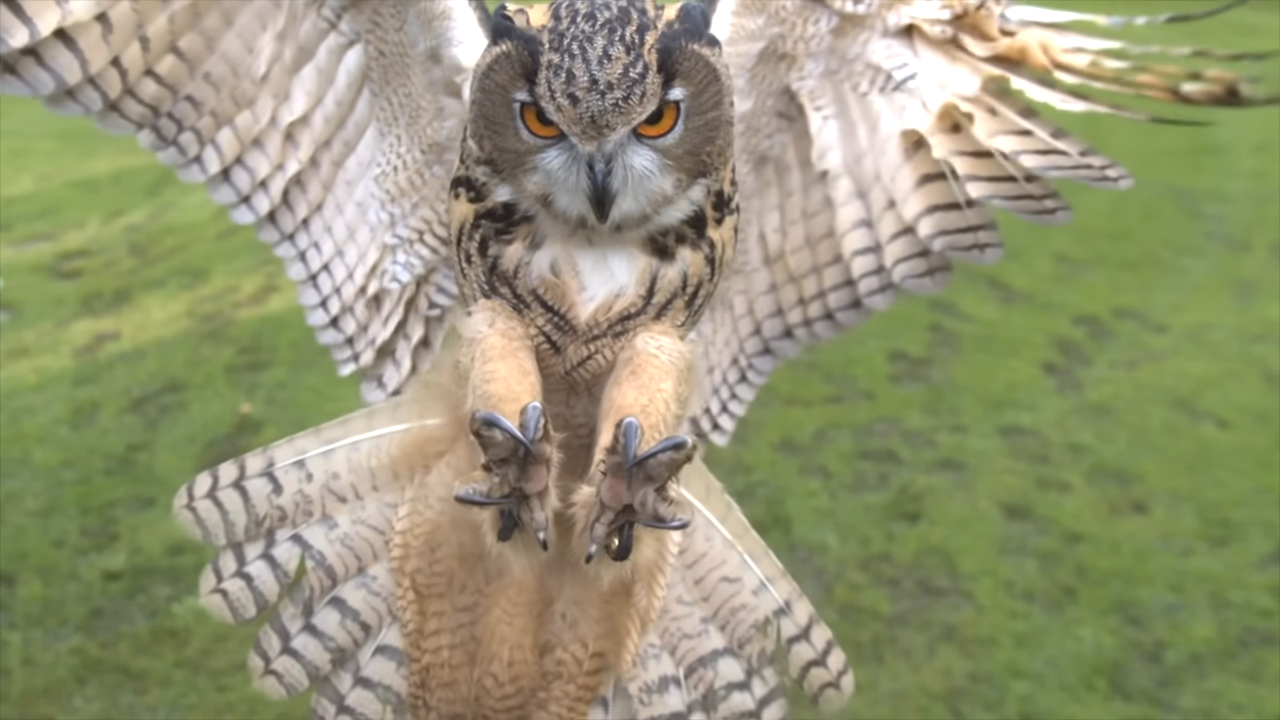 What happens when an ecosystem is made entirely of predators
