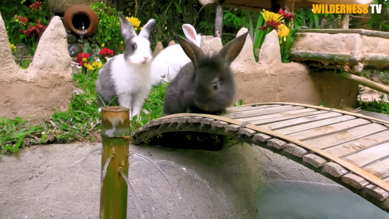 Watch poor rabbit explore its new mud house and catfish pond