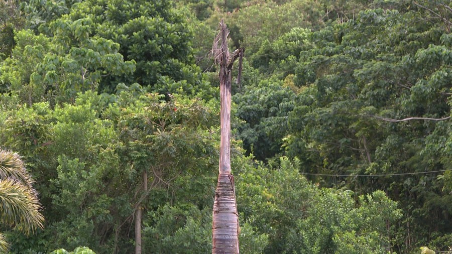 Beetles killing famous Ho'omaluhia palm trees
