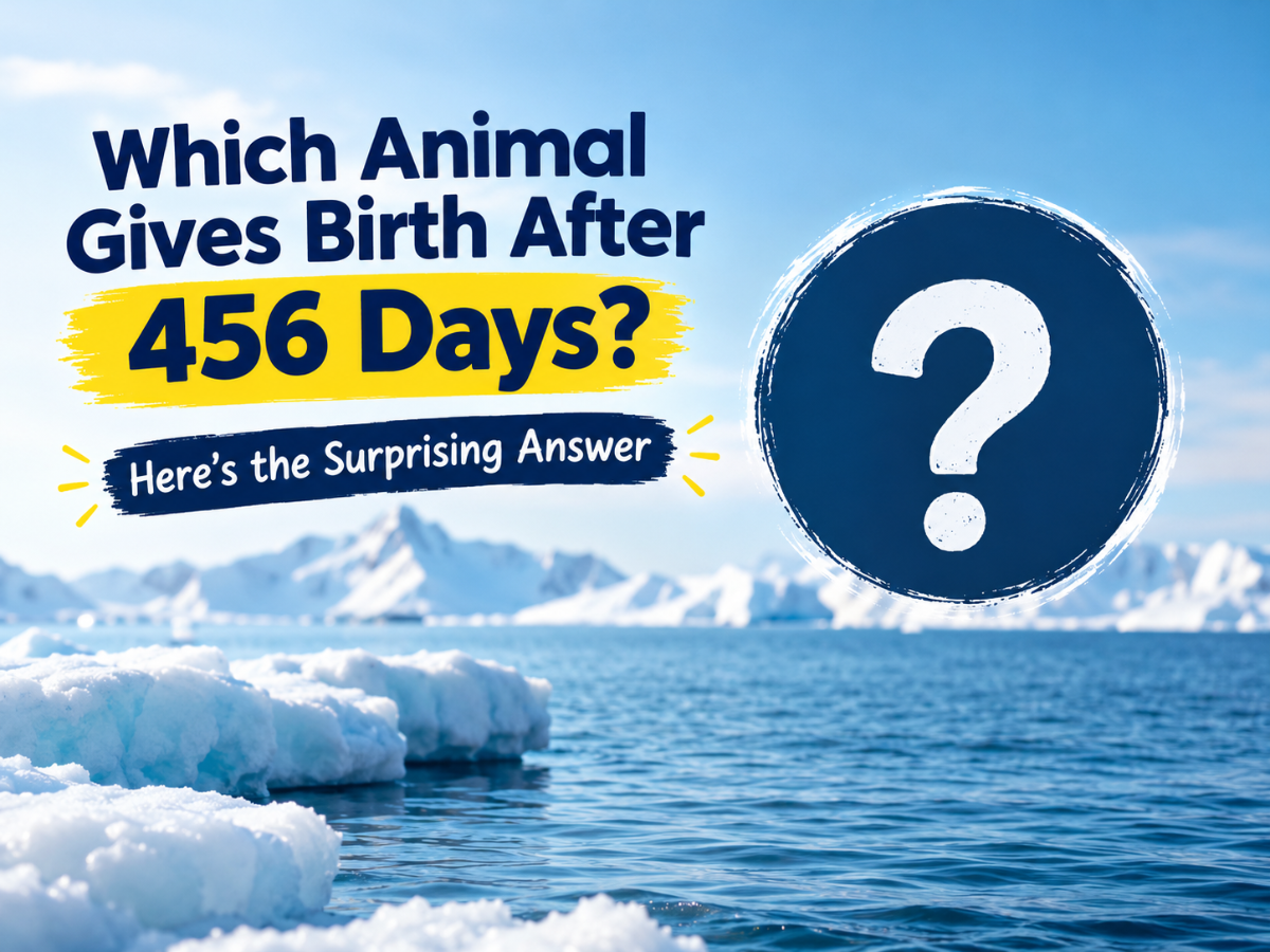 Which Animal Gives Birth After 456 Days? Here's Surprising Answer
