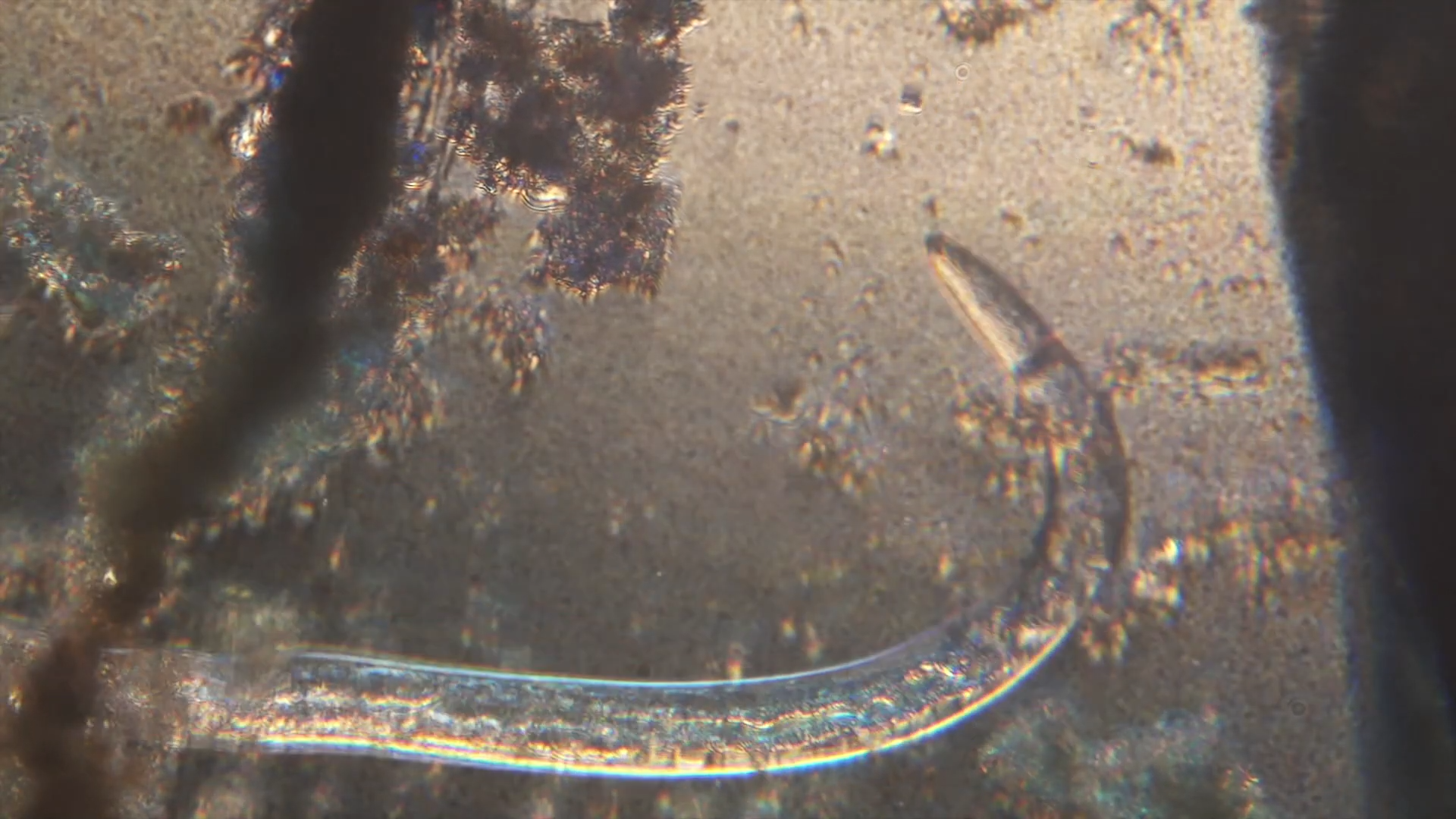 Scientists revived a 46,000-year-old worm found frozen 130 feet beneath ...