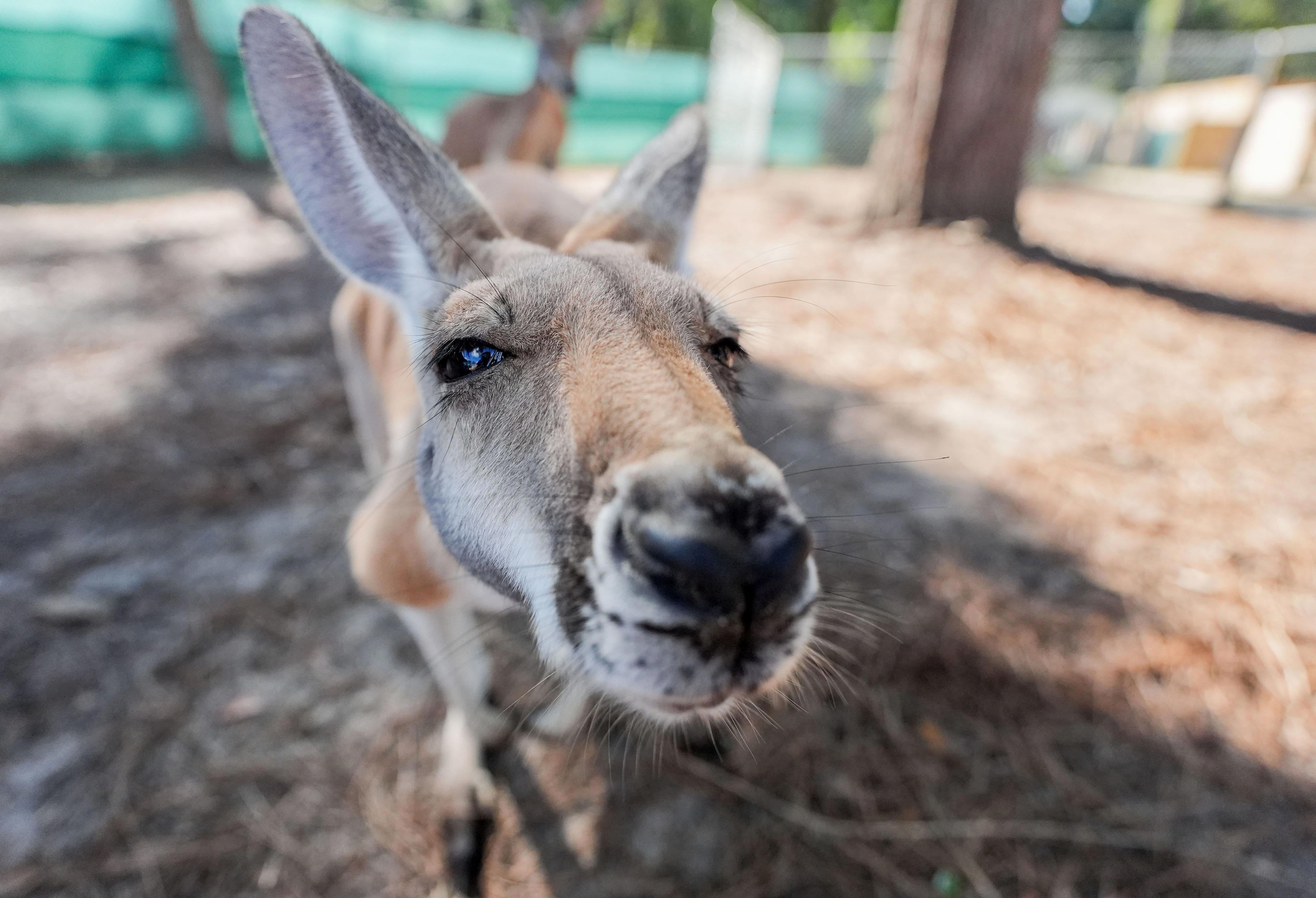 Bouncing around North Florida Wildlife Center is a new red kangaroo