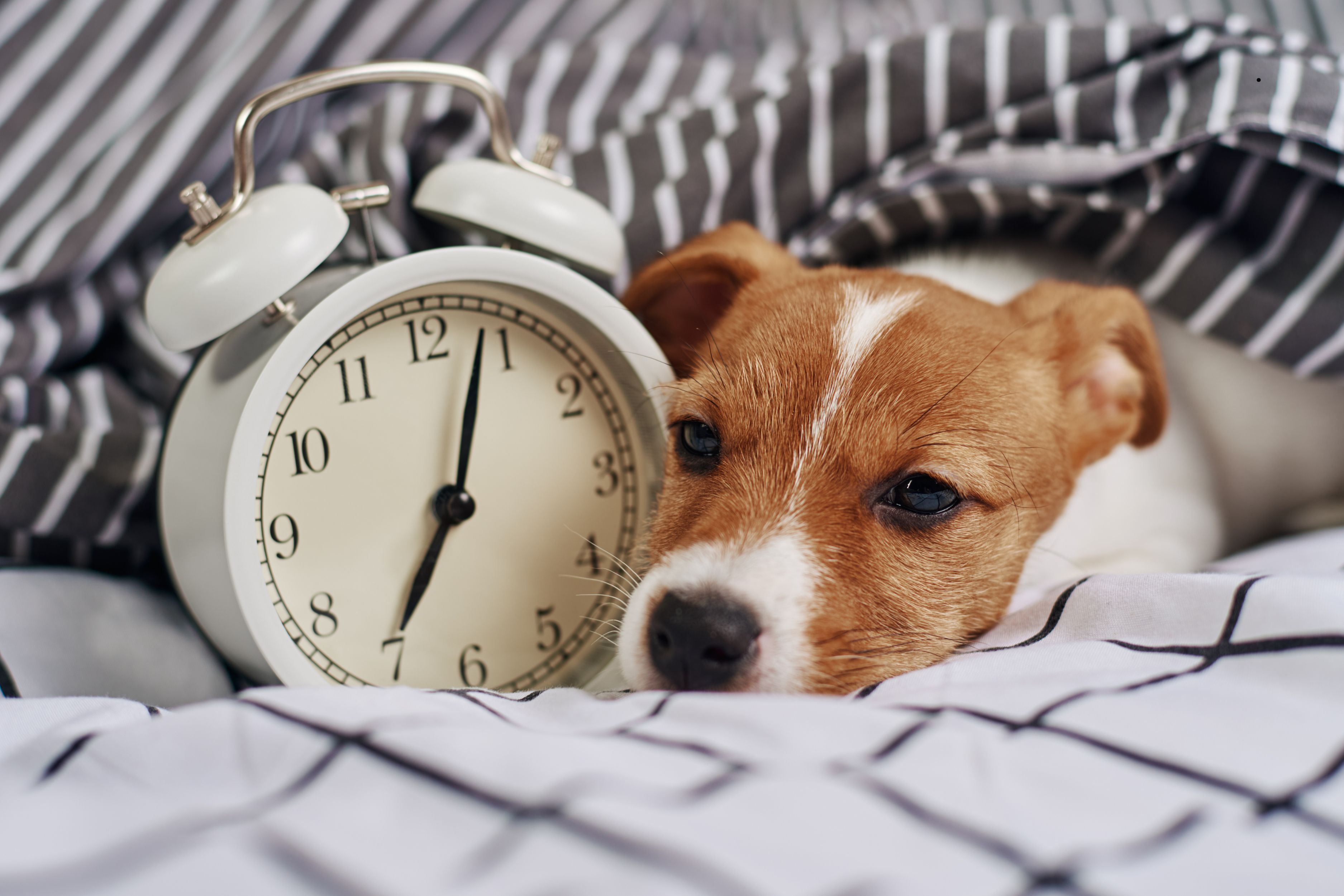 What is pet lag? How the clocks changing impacts pets - and how to help ...