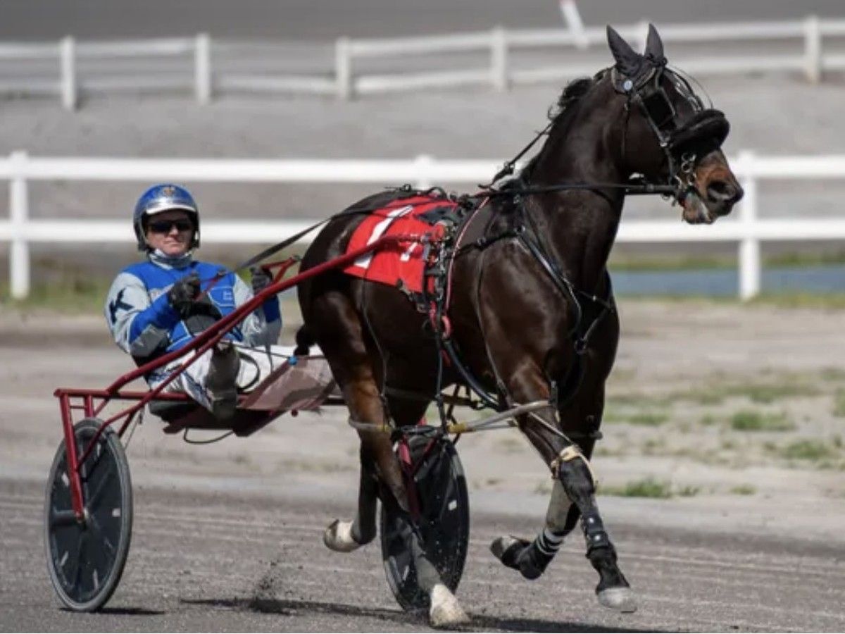Harness racer dies in multi-horse crash at Osoyoos raceway