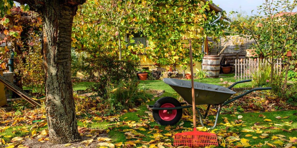 Don't throw these 5 things away this autumn – reuse them to mulch ...