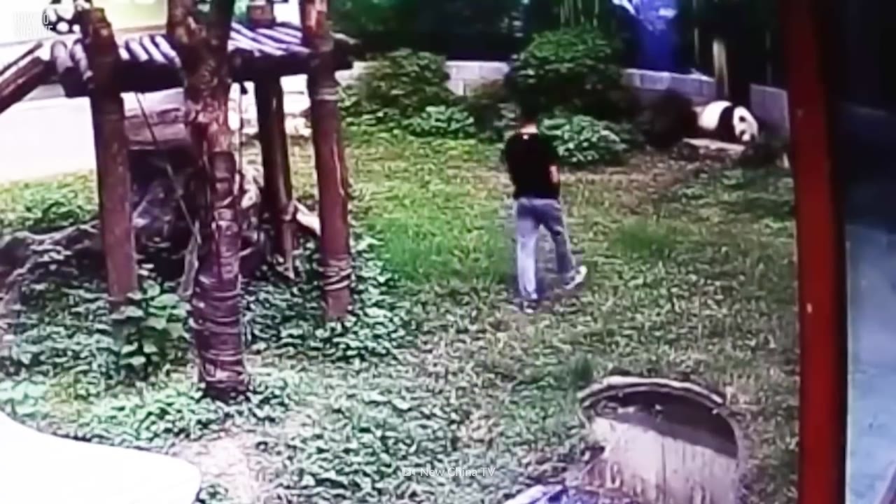 A child’s toy fell into Gu Gu’s enclosure. Zhang Jiao followed and the ...