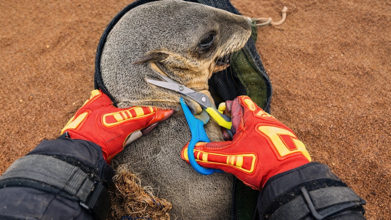 A young seal caught in recreational fishing line is freed and returns ...