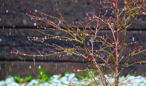 Gardeners urged to water Japanese maples at specific time of day in autumn