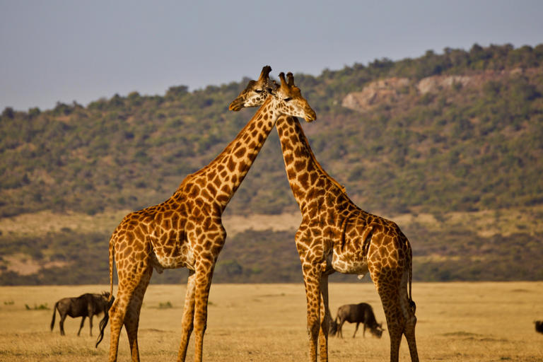 President correctly identifies a giraffe