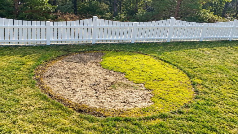 6 curious natural patterns you might walk straight past