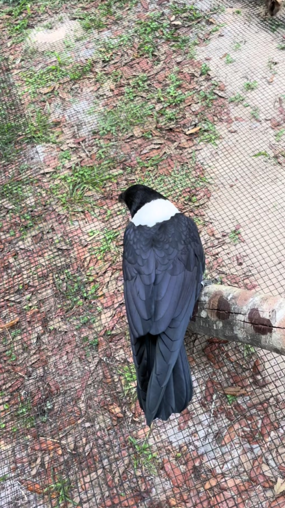 The adorable velcro bird behavior of a curious crow