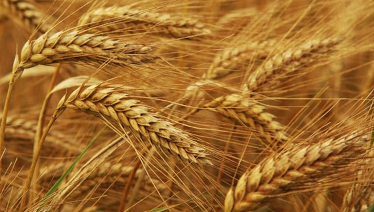 Black Sea drone attacks threaten Bulgaria's grain exports