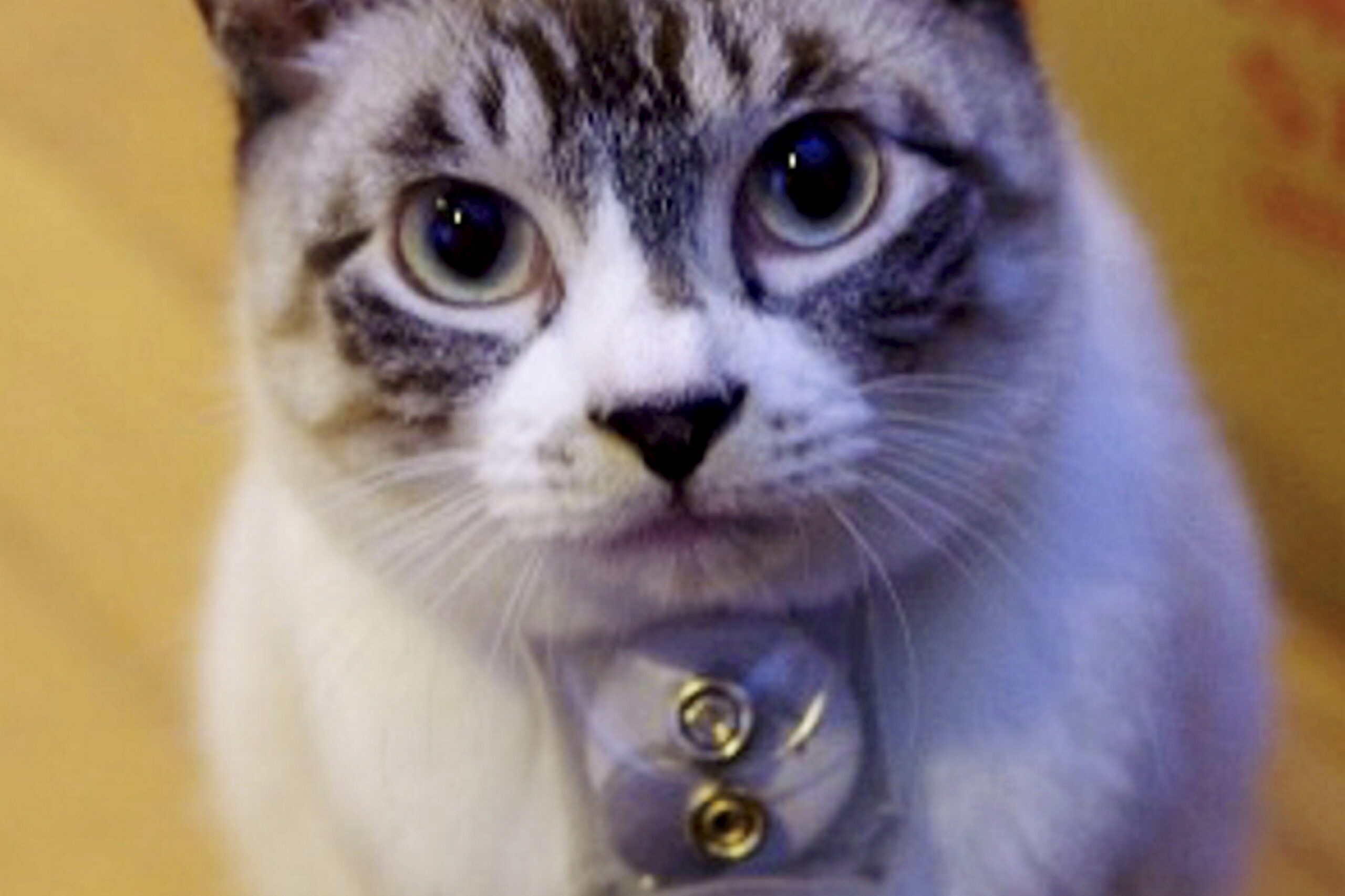 Cat owners who spend lots of time with their pets tend to have more ...