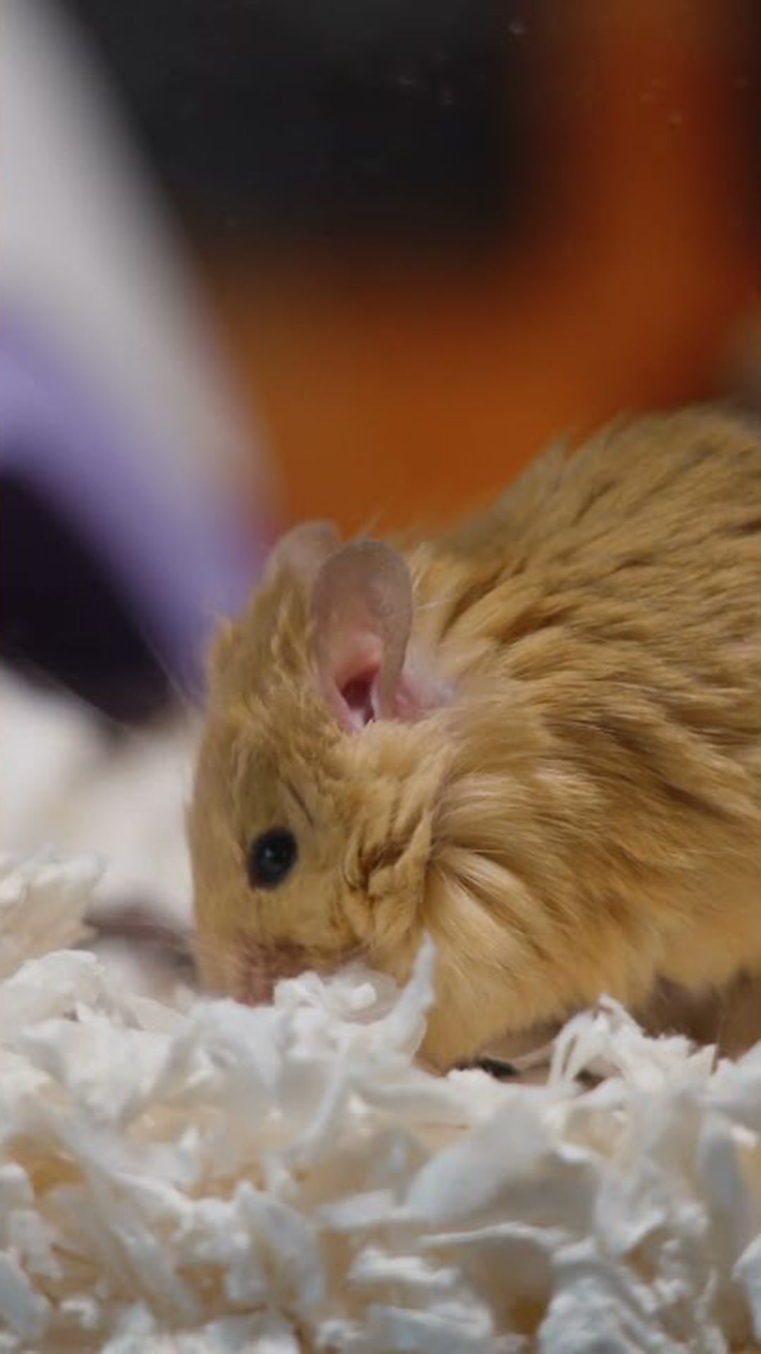 The woolly mouse and the science behind its thick coat
