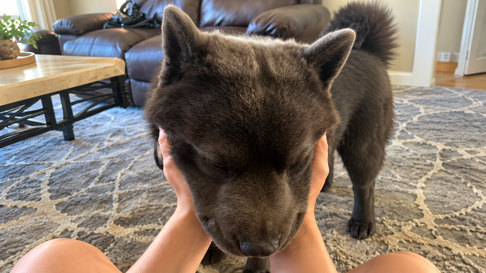 Chow chow dog daily life and playful antics