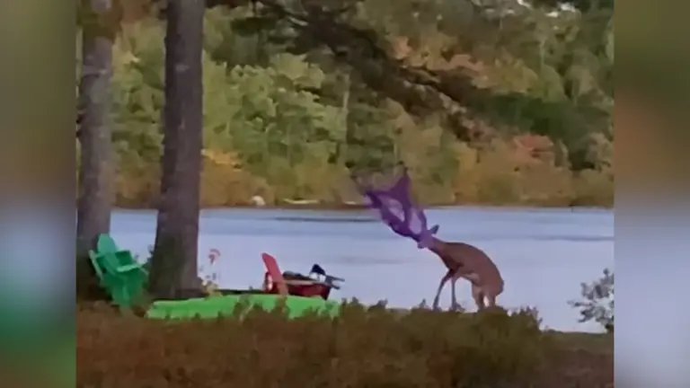 Wildlife officers rescue young buck tangled in garden hammock