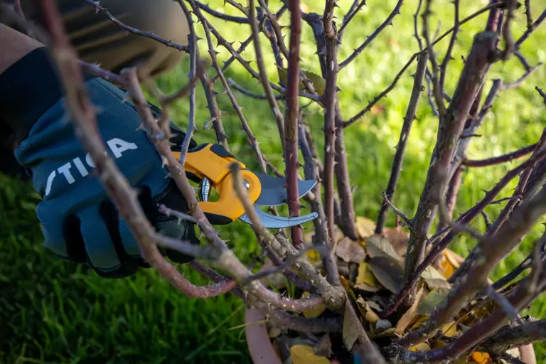Fall in love with autumn gardening STIGA’s top tips for a healthier ...