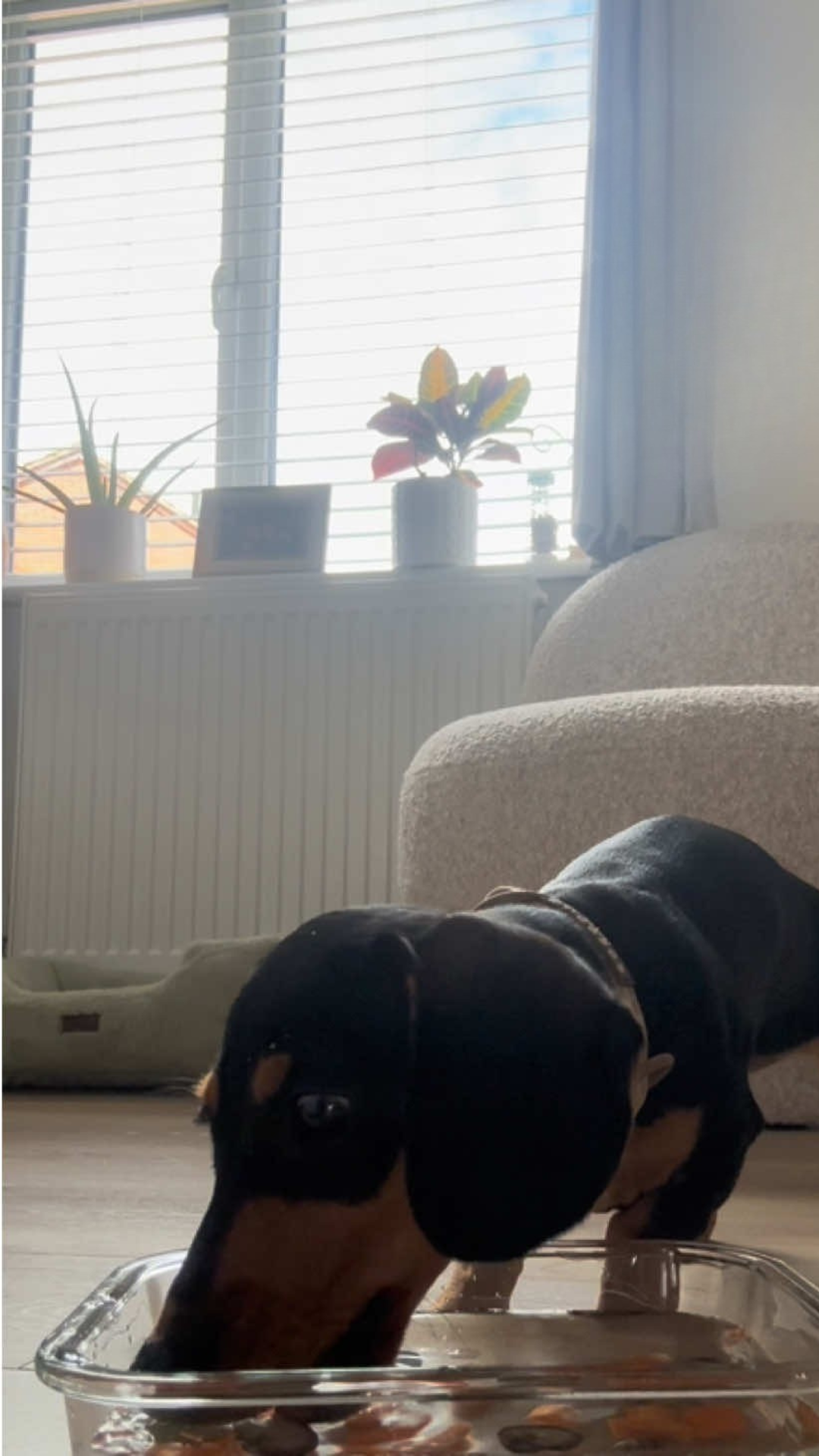 A curious dachshund shows persistence during playtime