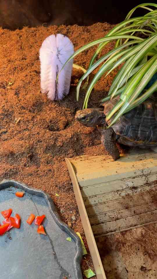 The unexpected eating habits of this adorable pet