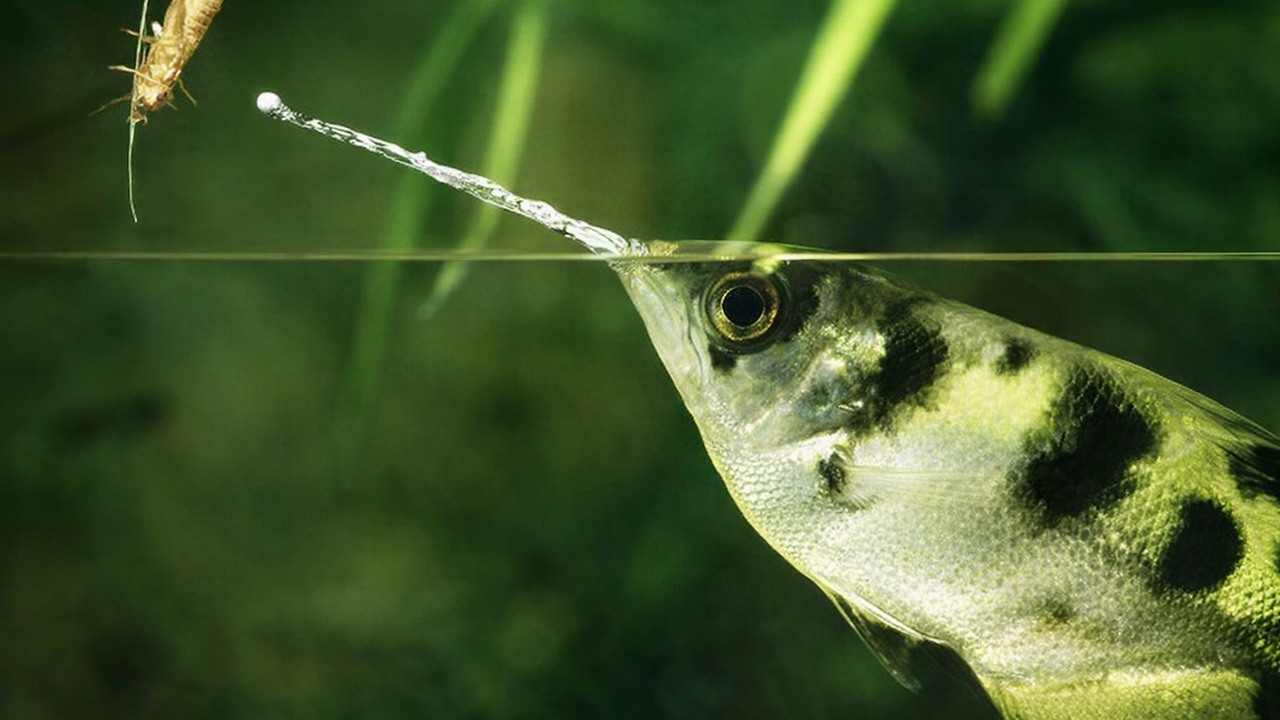 Archerfish can shoot insects from 10 feet away — their accuracy reached ...