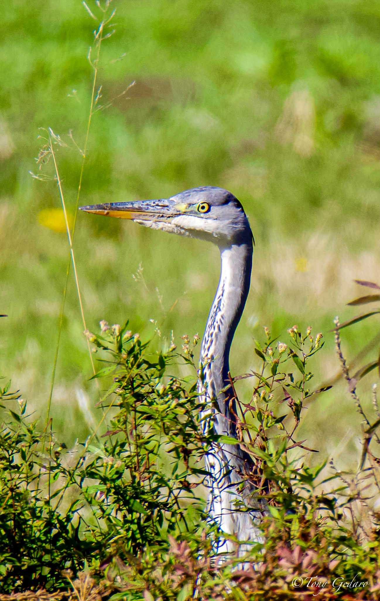 Rare sight: A gray heron has been documented in Maine for the first ...