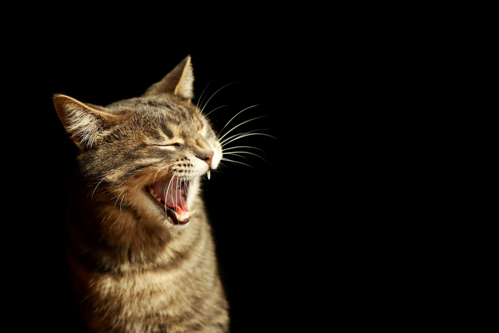If your cat shows these 10 behaviors on a trip, it may be travel anxiety
