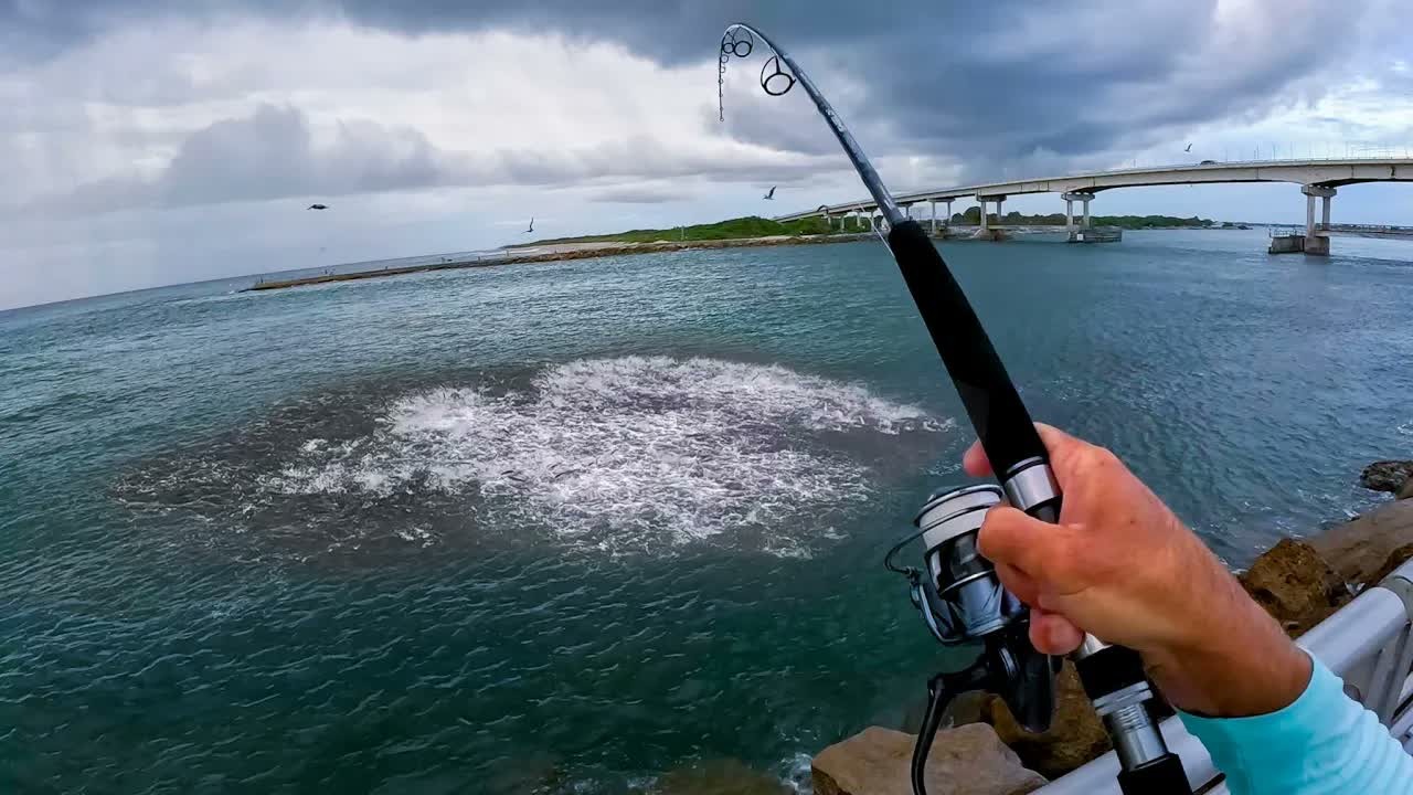 A goliath grouper takes Joey’s mullet bait during a Florida jetty snook ...