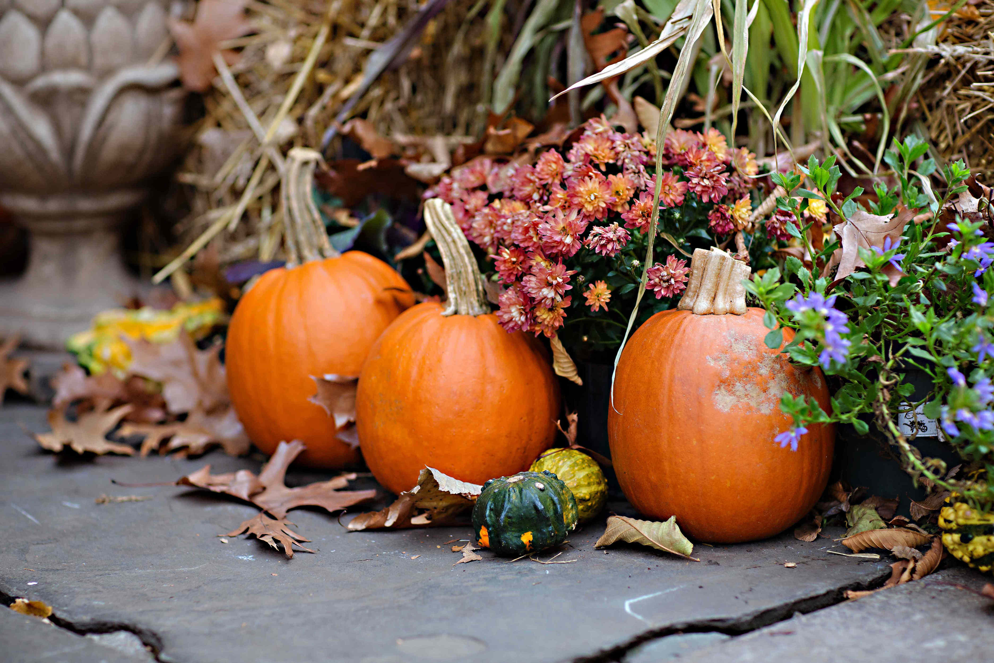 Why you should think twice before tossing your mums this fall