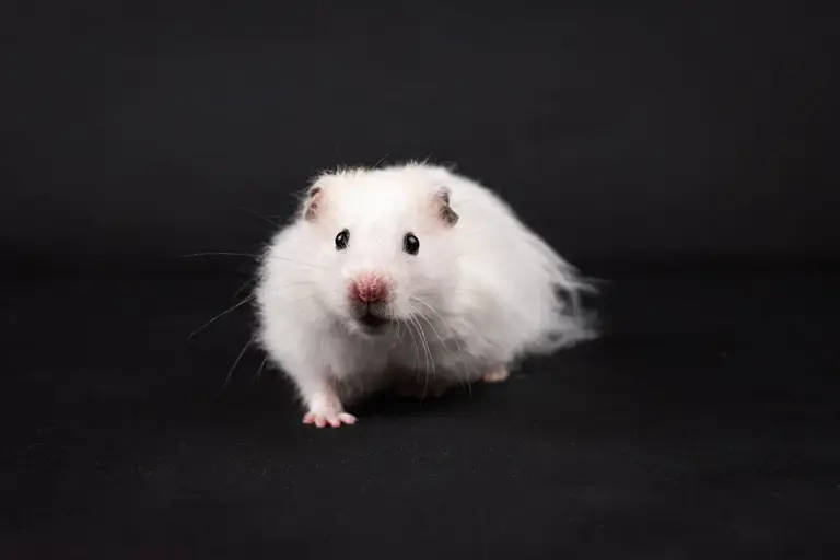 Rabbit, guinea pig or hamster: Which small pet fits which household
