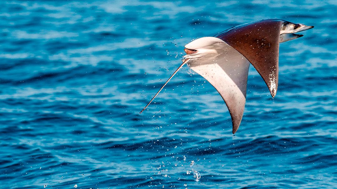 This is how devil rays take flight