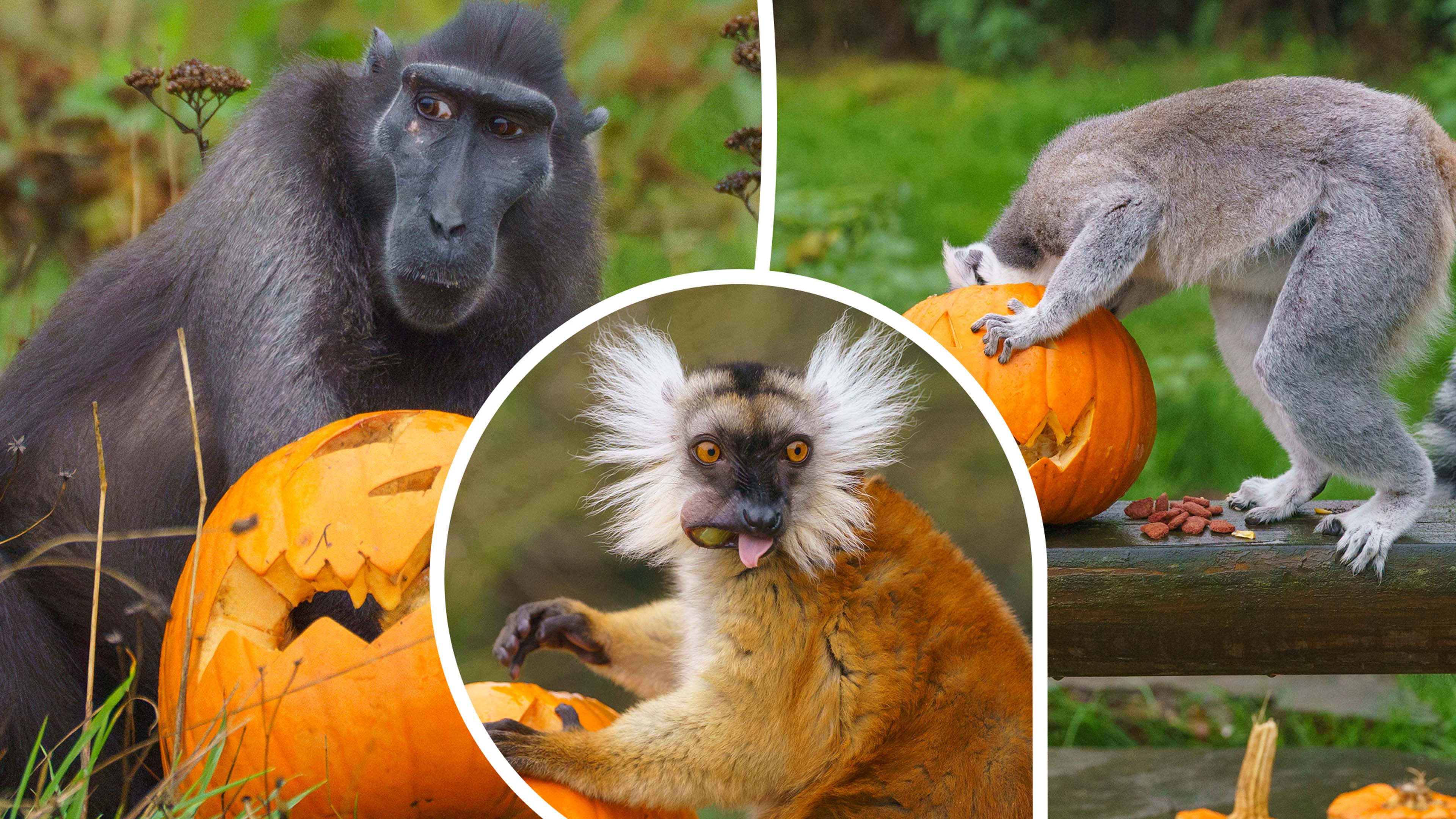 Zoo animals enjoy Halloween treats at Whipsnade