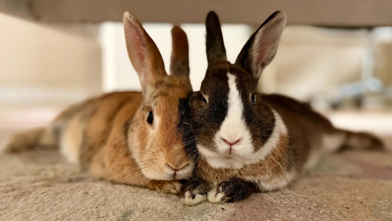 Rabbit, guinea pig or hamster: Which small pet fits which household
