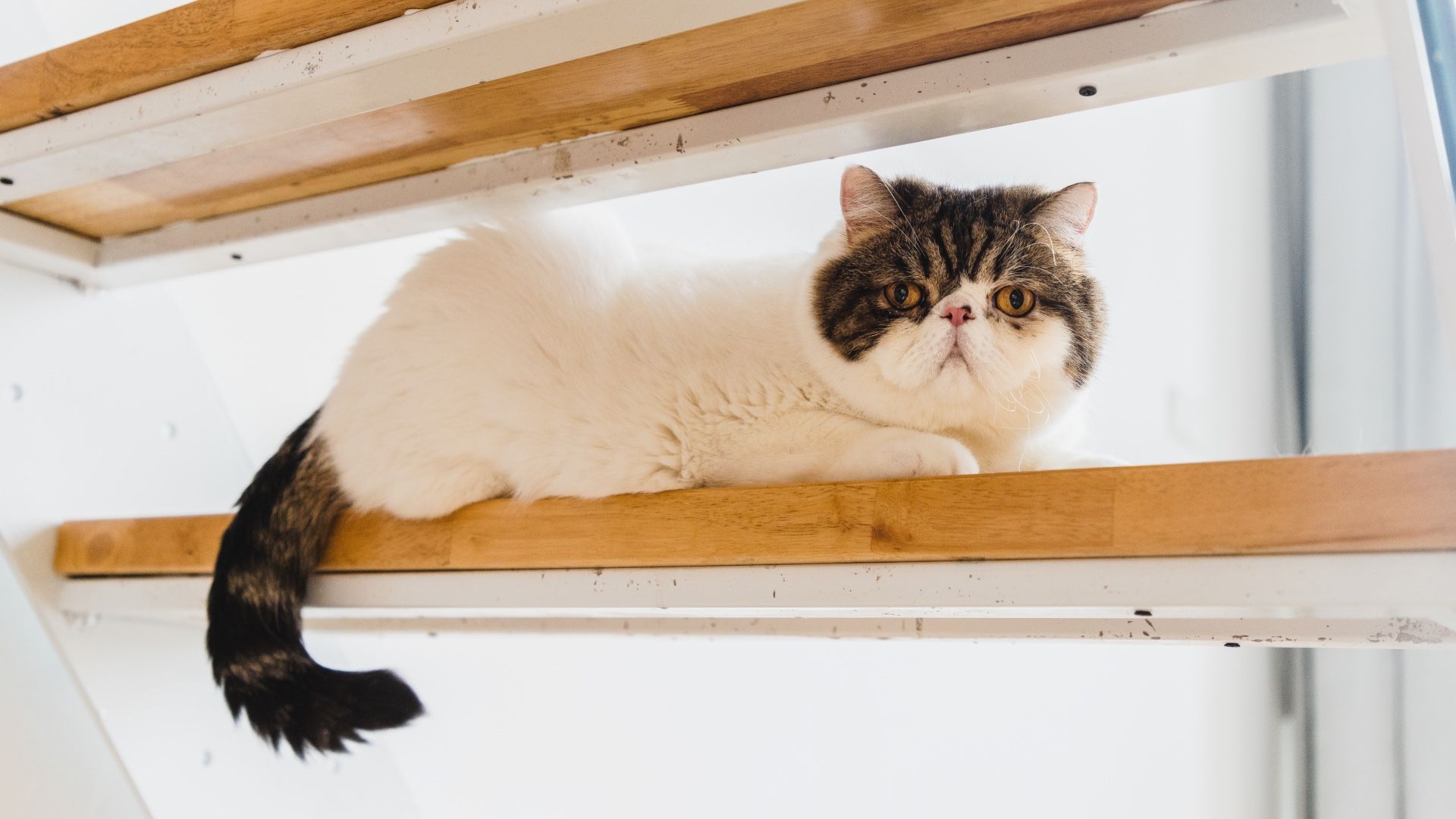 32 sleepiest cat breeds
