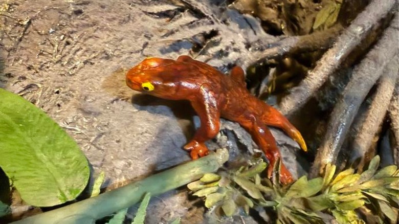 Scientists took another look at a 309-million-year-old museum fossil ...