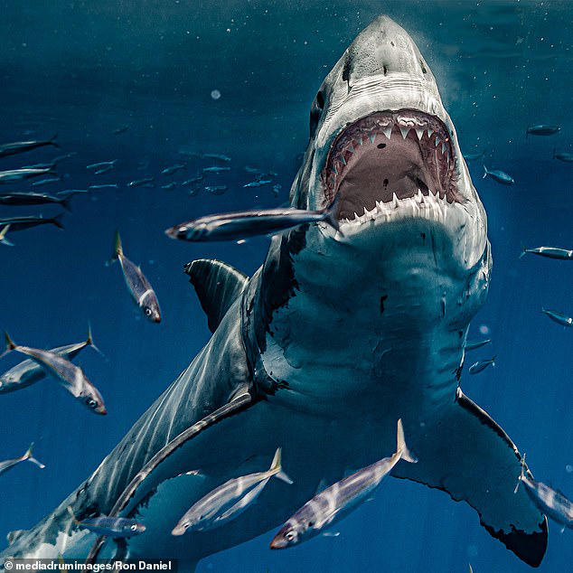 Eleven people feared eaten by sharks after boat capsized