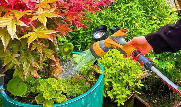 Gardeners urged to water Japanese maples at specific time of day in autumn