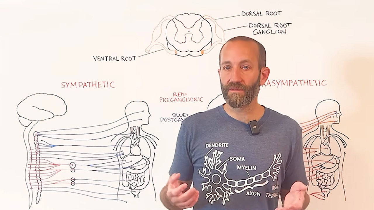 Differences between parasympathetic and sympathetic systems in simple terms