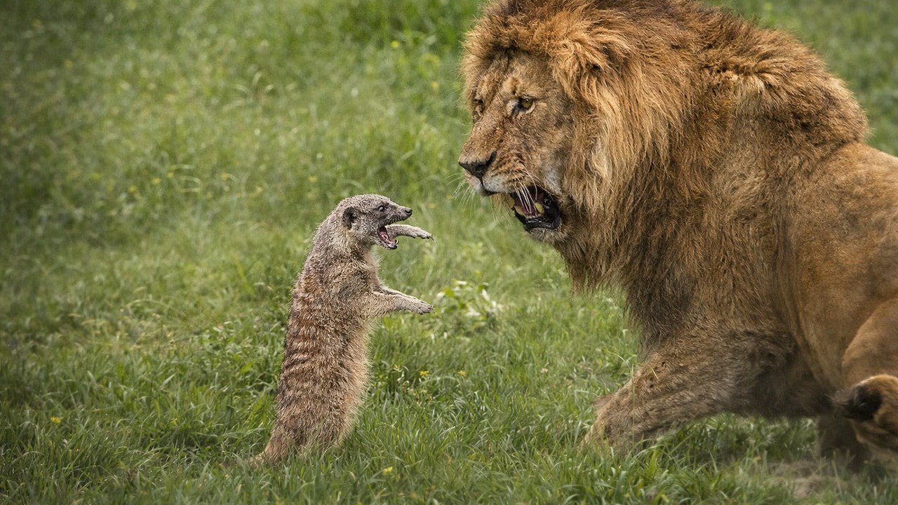 Honey badgers have thick skin, sharp claws and almost no fear of larger ...