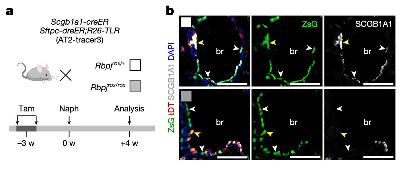 Mouse lung stem cells switch identities to help repair damaged airways