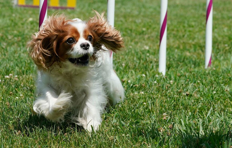 Dog puppy prices 2026: This is how much the 13 most popular breeds of ...