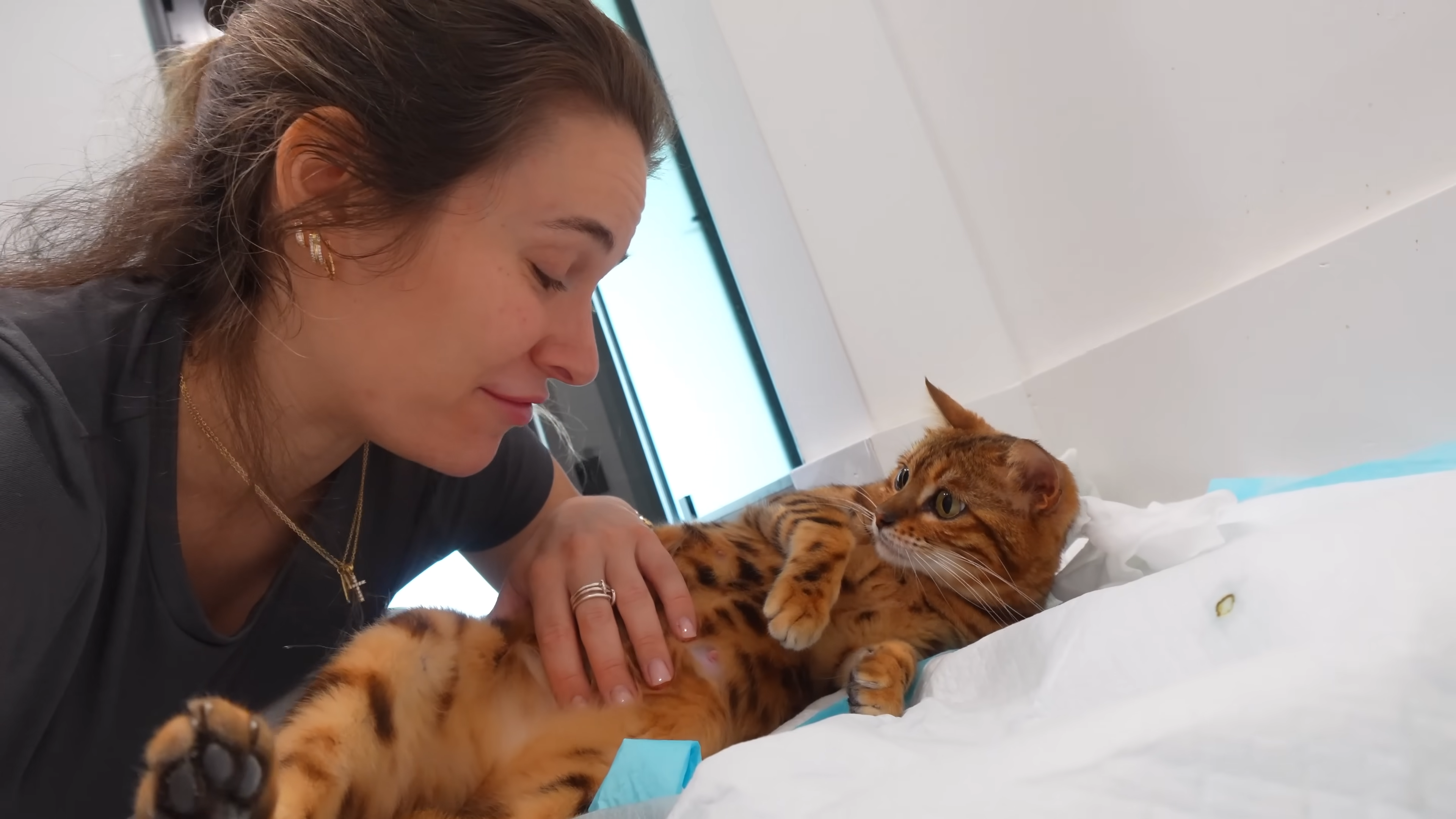 Their Bengal cat gave birth to kittens in the most unexpected place