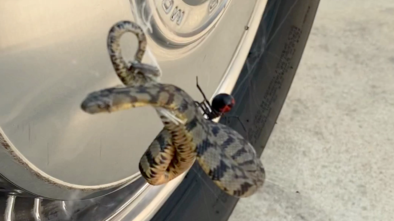 Terrifying encounter: Snake entrapped in black widow spider web