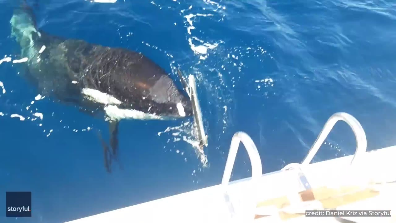 Orcas have been linked to over 500 boat encounters near Spain - at ...