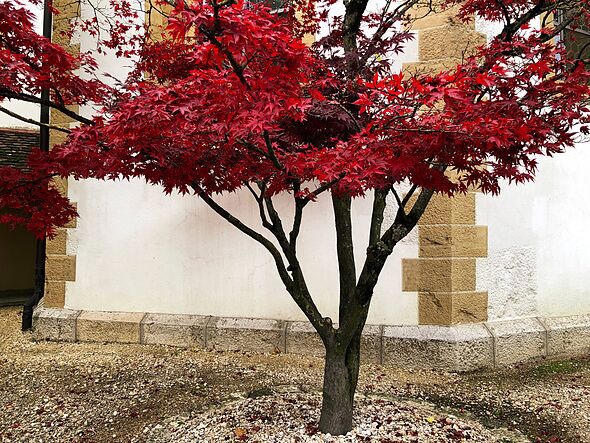 Gardeners urged to water Japanese maples at specific time of day in autumn