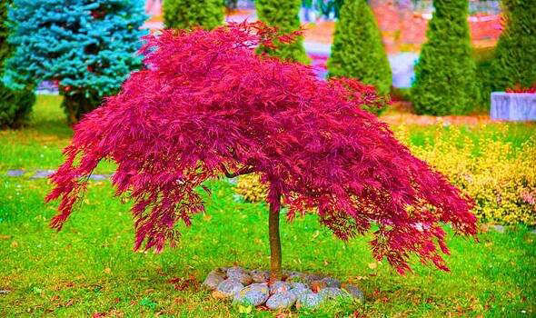 Gardeners urged to water Japanese maples at specific time of day in autumn