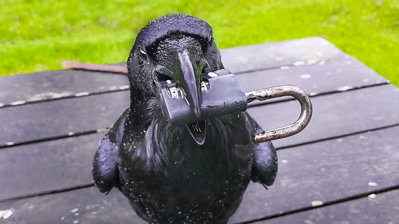 Raven befriended a human and refused to leave his side