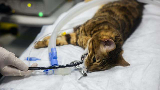 In Missouri, indoor cats are dying from 'bobcat fever' as tick cases ...