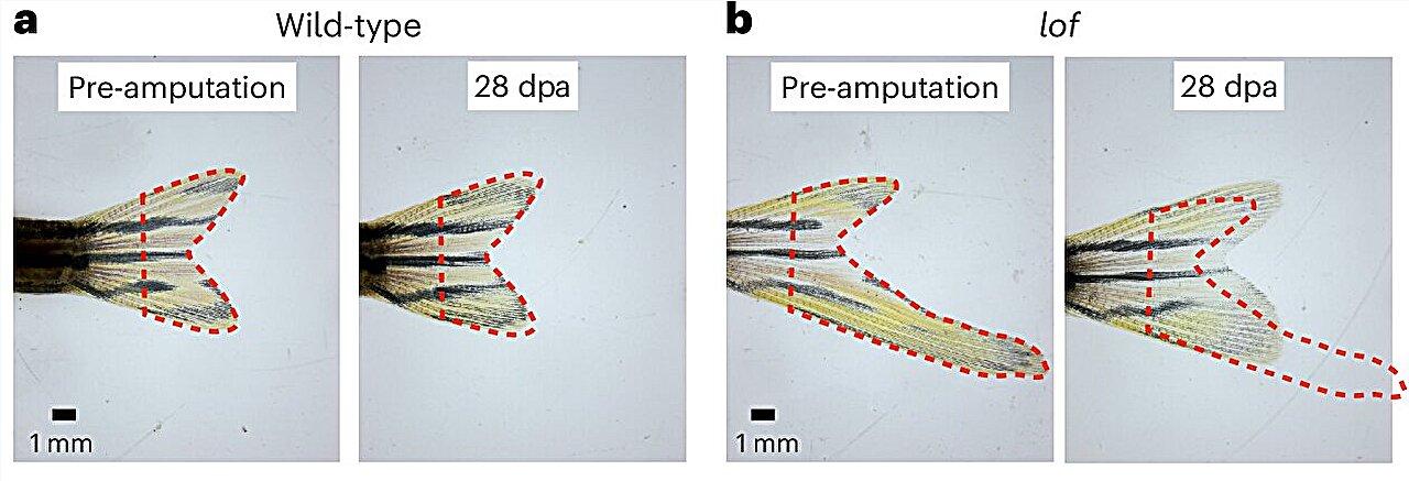 Measuring regrowth: ERK gradients guide zebrafish fins back to their ...