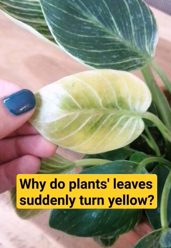 Simple plant care routine for healthy houseplants