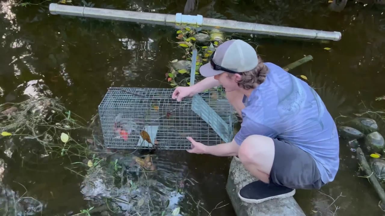 A fishkeeper catches three escaped koi in canals and moves them to ...